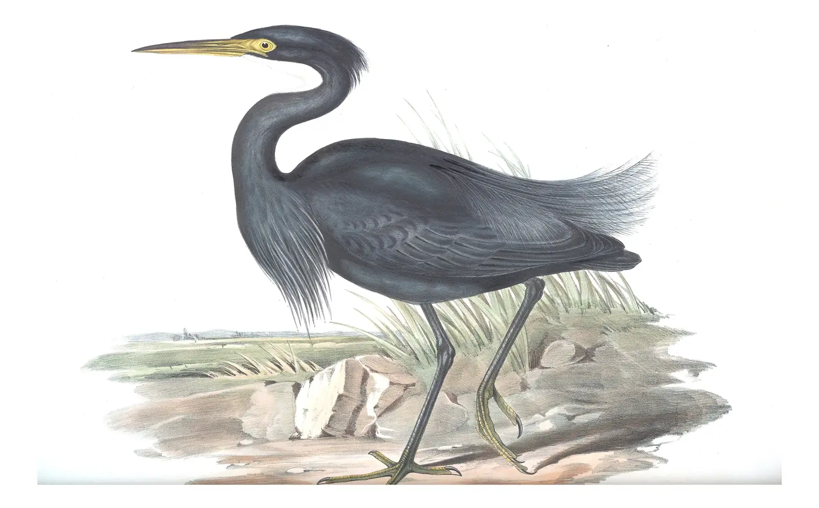 Volume VI, plate 59 of Gould's The Birds of Australia: Western Reef-Heron (Egretta gularis)