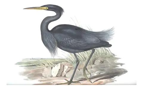 Volume VI, plate 59 of Gould's The Birds of Australia: Western Reef-Heron (Egretta gularis)
