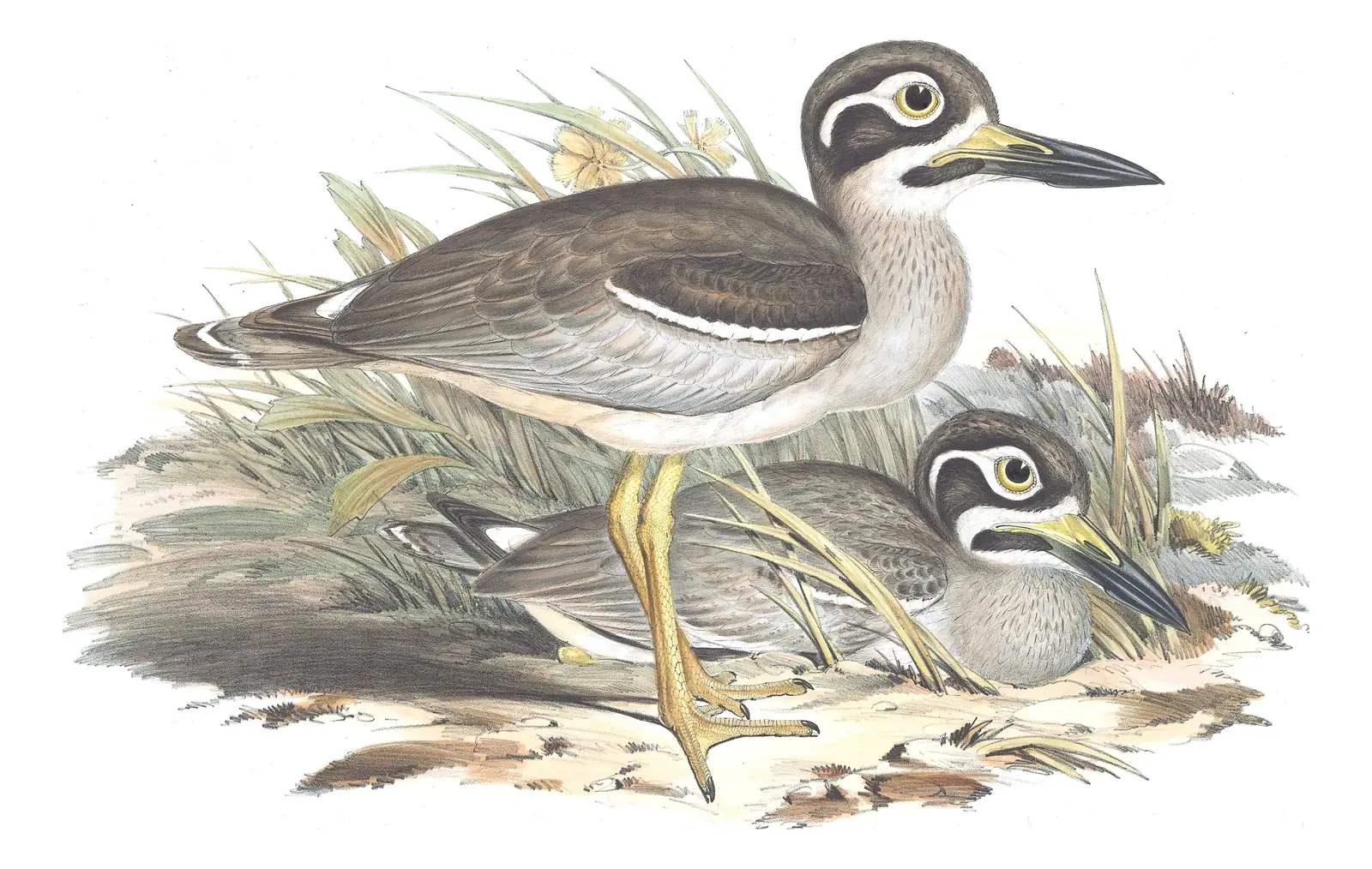 Volume VI, plate 6 of Gould's The Birds of Australia: Beach Thick-knee (Esacus magnirostris)