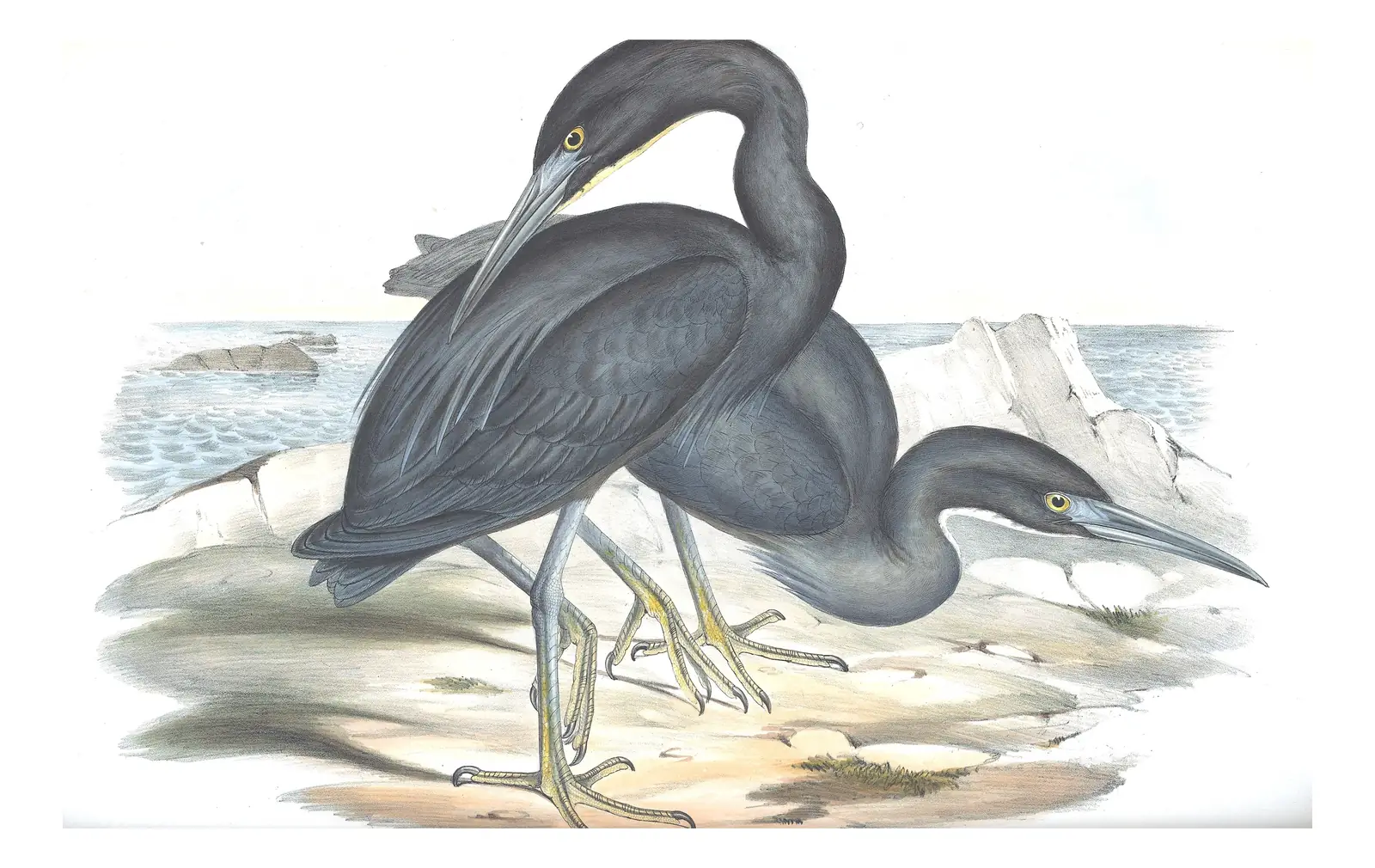 Volume VI, plate 60 of Gould's The Birds of Australia: Pacific Reef-Heron (Egretta sacra)