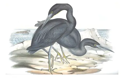 Volume VI, plate 60 of Gould's The Birds of Australia: Pacific Reef-Heron (Egretta sacra)