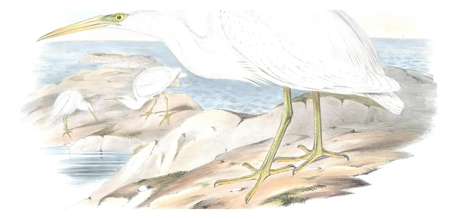Volume VI, plate 61 of Gould's The Birds of Australia: Pacific Reef-Heron (Egretta sacra)