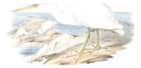 Volume VI, plate 61 of Gould's The Birds of Australia: Pacific Reef-Heron (Egretta sacra)