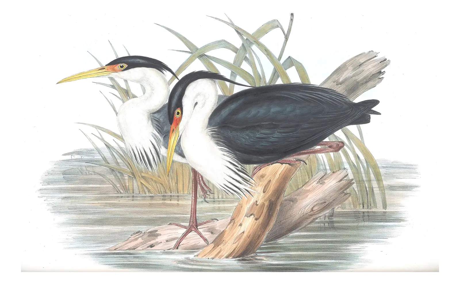 Volume VI, plate 62 of Gould's The Birds of Australia: Pied Heron (Egretta picata)