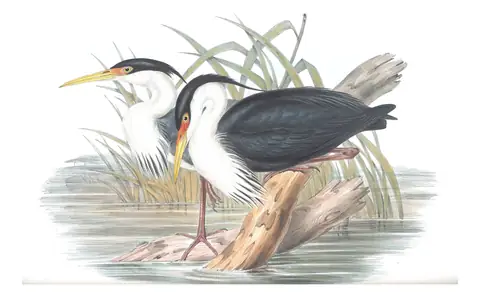 Volume VI, plate 62 of Gould's The Birds of Australia: Pied Heron (Egretta picata)