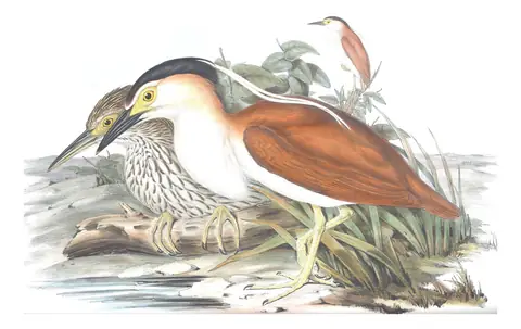 Volume VI, plate 63 of Gould's The Birds of Australia: Nankeen Night Heron (Nycticorax caledonicus)