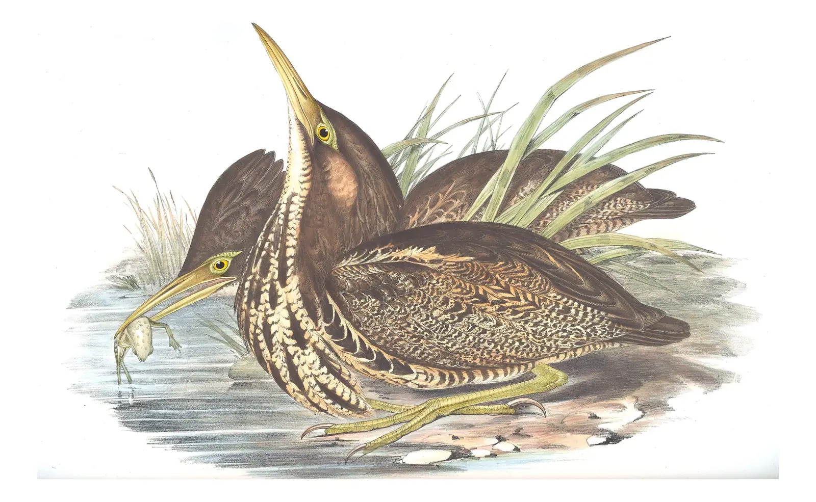 Volume VI, plate 64 of Gould's The Birds of Australia: Australasian Bittern (Botaurus poiciloptilus)