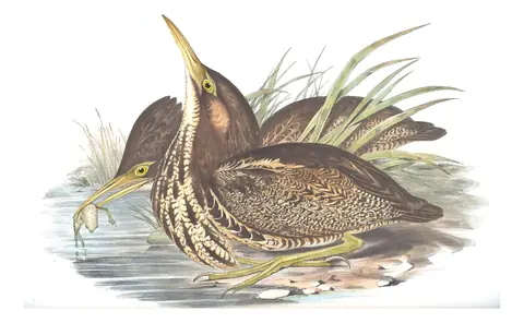 Volume VI, plate 64 of Gould's The Birds of Australia: Australasian Bittern (Botaurus poiciloptilus)