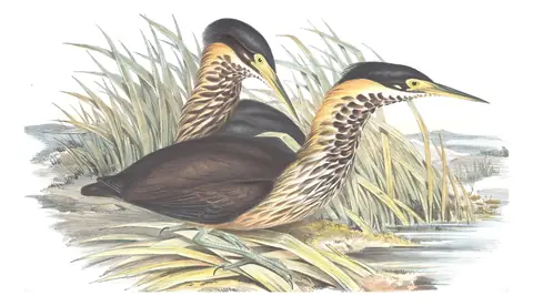 Volume VI, plate 65 of Gould's The Birds of Australia: Black Bittern (Botaurus flavicollis)