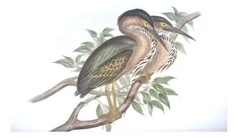 Volume VI, plate 66 of Gould's The Birds of Australia: Striated Heron (Butorides striata)