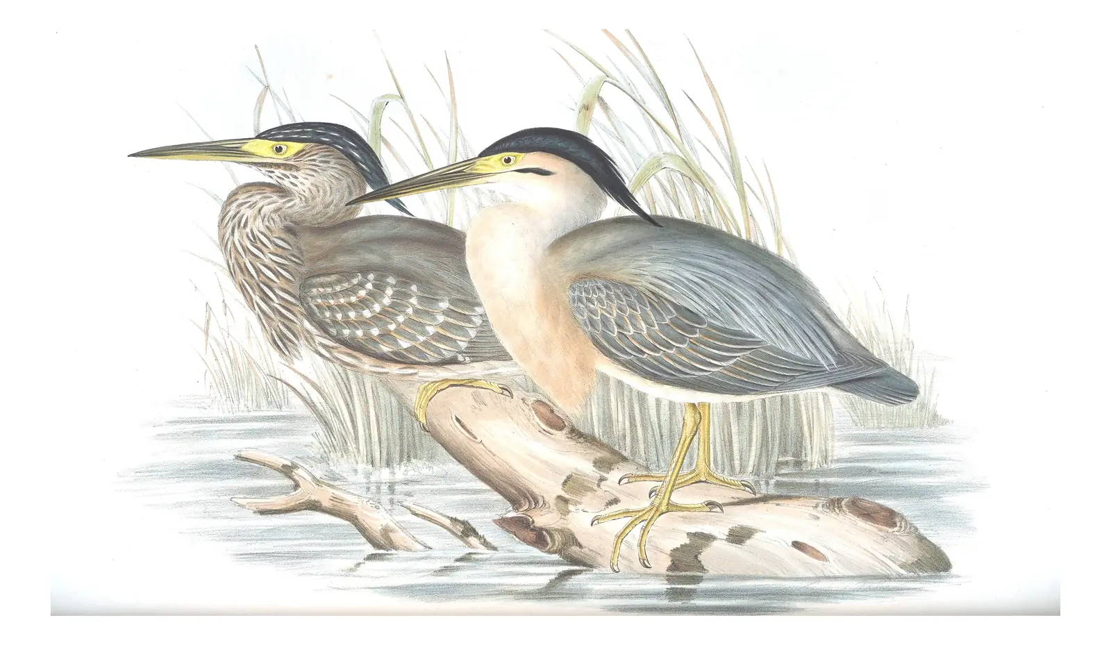 Volume VI, plate 67 of Gould's The Birds of Australia: Striated Heron (Butorides striata)