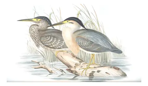 Volume VI, plate 67 of Gould's The Birds of Australia: Striated Heron (Butorides striata)