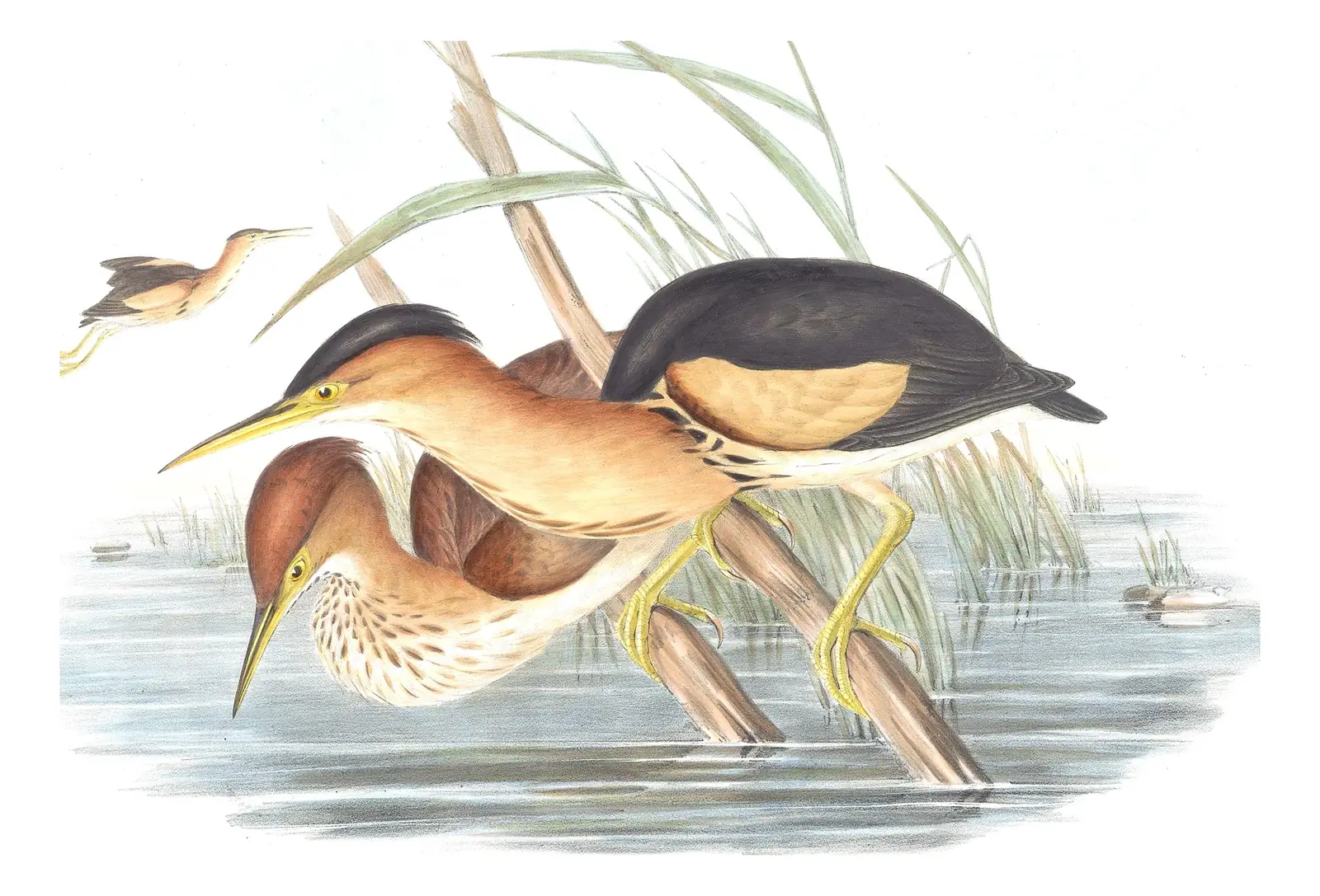 Volume VI, plate 68 of Gould's The Birds of Australia: Black-backed Bittern (Botaurus dubius)