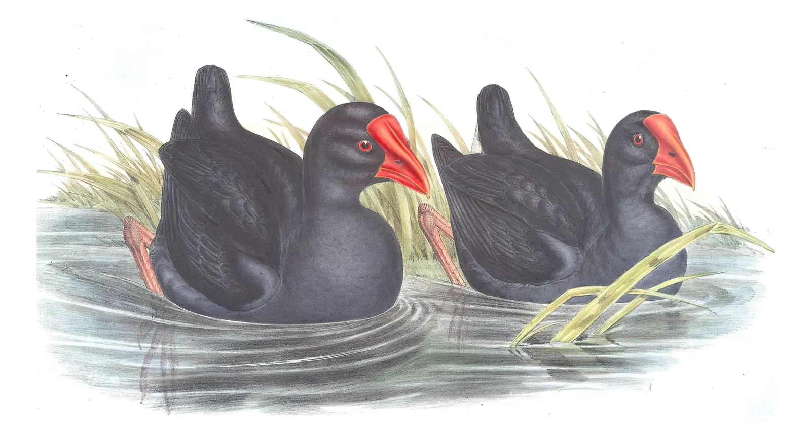 Volume VI, plate 69 of Gould's The Birds of Australia: Australasian Swamphen (Porphyrio melanotus)