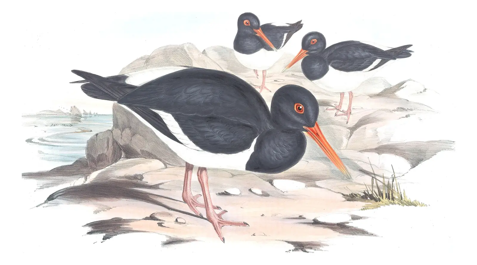 Volume VI, plate 7 of Gould's The Birds of Australia: Pied Oystercatcher (Haematopus longirostris)