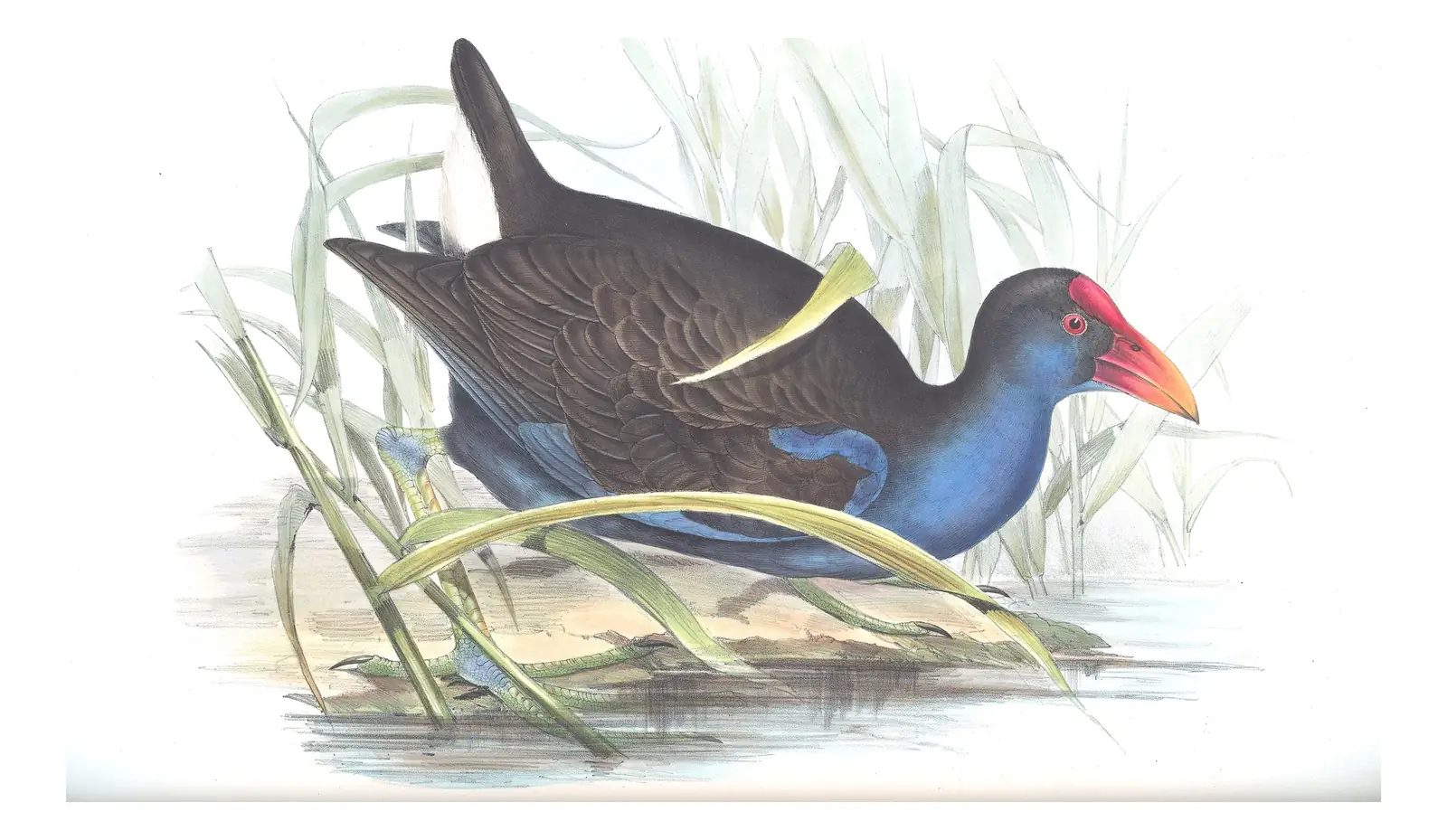 Volume VI, plate 70 of Gould's The Birds of Australia: Australasian Swamphen (Porphyrio melanotus)