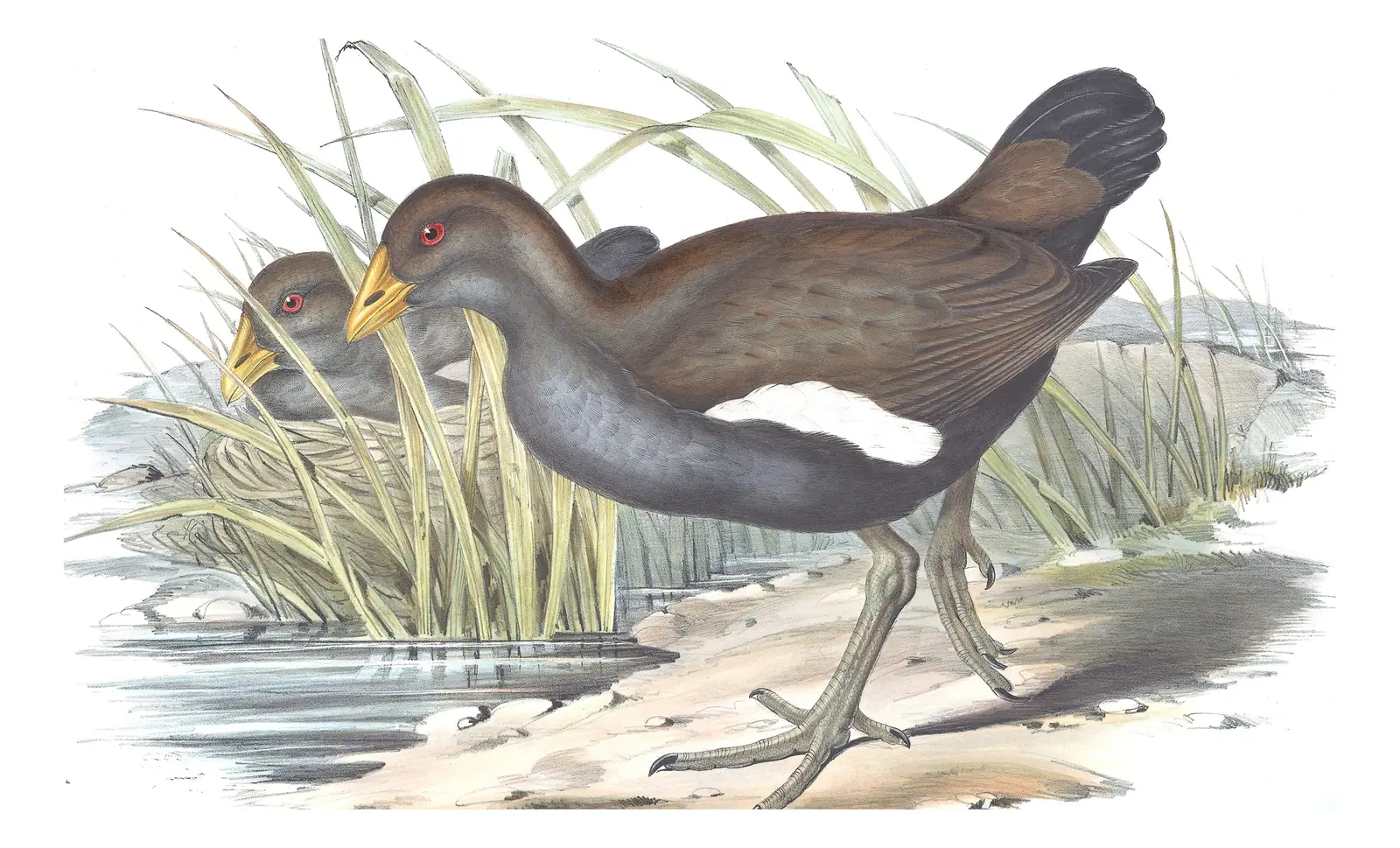 Volume VI, plate 71 of Gould's The Birds of Australia: Tasmanian Nativehen (Tribonyx mortierii)