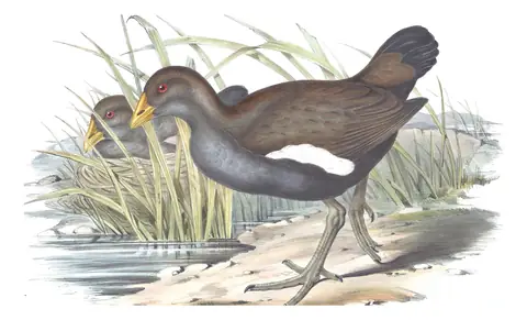 Volume VI, plate 71 of Gould's The Birds of Australia: Tasmanian Nativehen (Tribonyx mortierii)