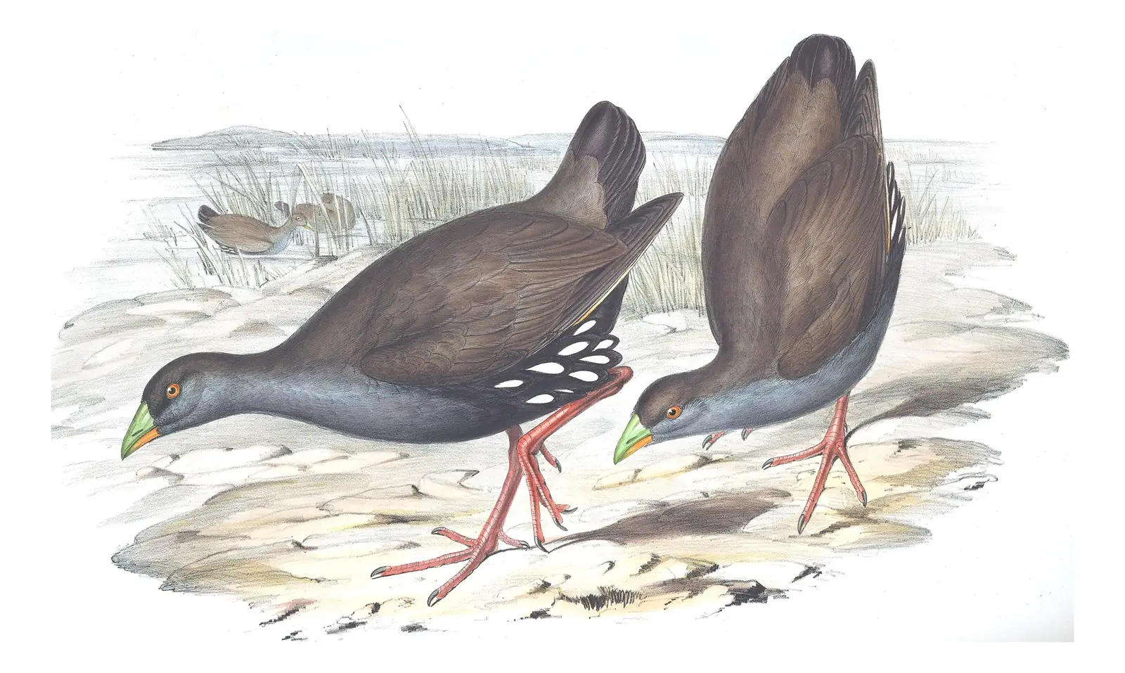 Volume VI, plate 72 of Gould's The Birds of Australia: Black-tailed Nativehen (Tribonyx ventralis)