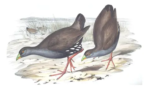 Volume VI, plate 72 of Gould's The Birds of Australia: Black-tailed Nativehen (Tribonyx ventralis)