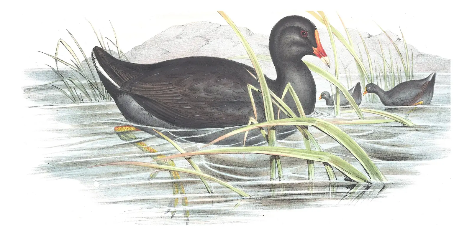 Volume VI, plate 73 of Gould's The Birds of Australia: Dusky Moorhen (Gallinula tenebrosa)