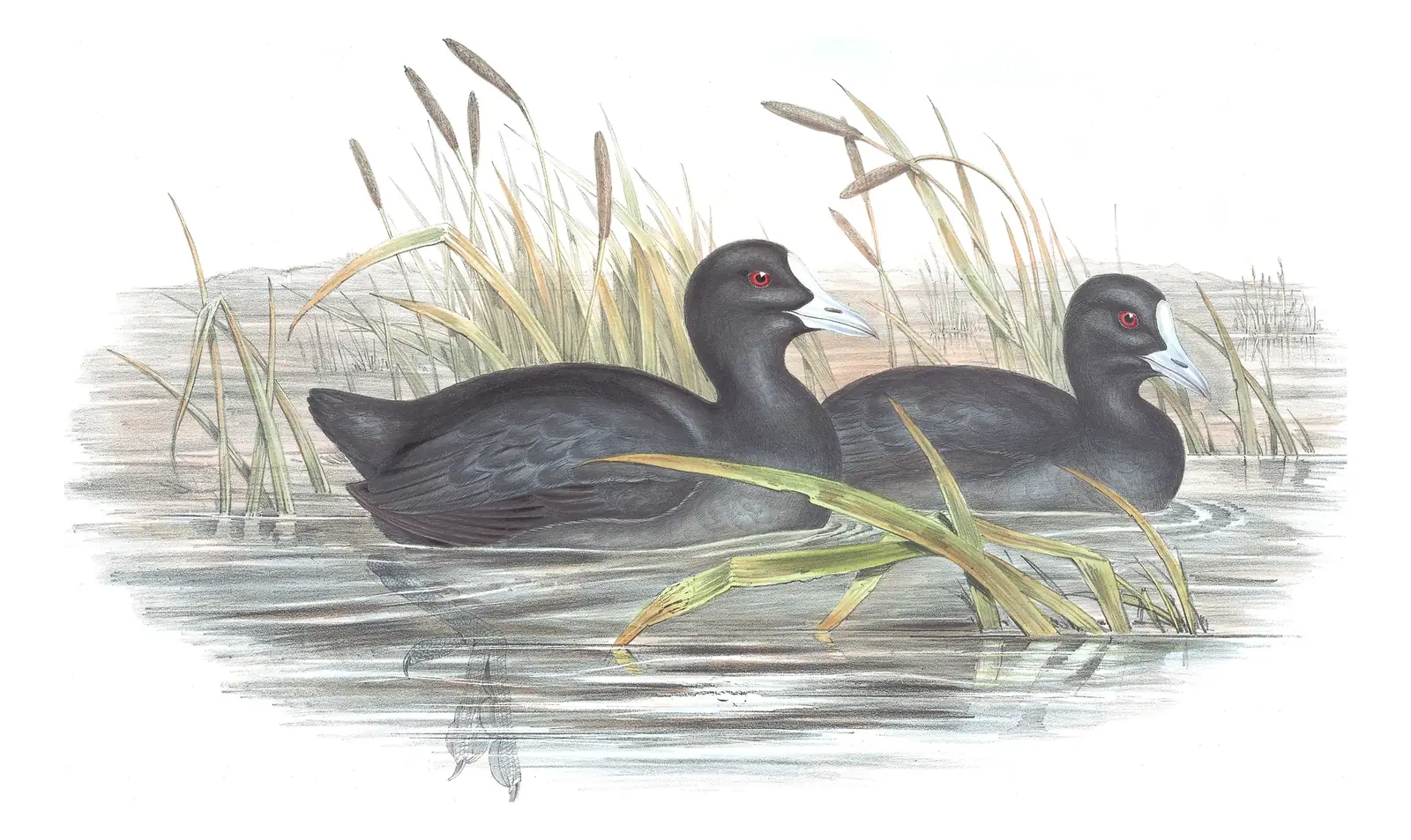 Volume VI, plate 74 of Gould's The Birds of Australia: Eurasian Coot (Fulica atra)