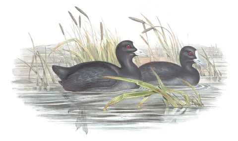 Volume VI, plate 74 of Gould's The Birds of Australia: Eurasian Coot (Fulica atra)