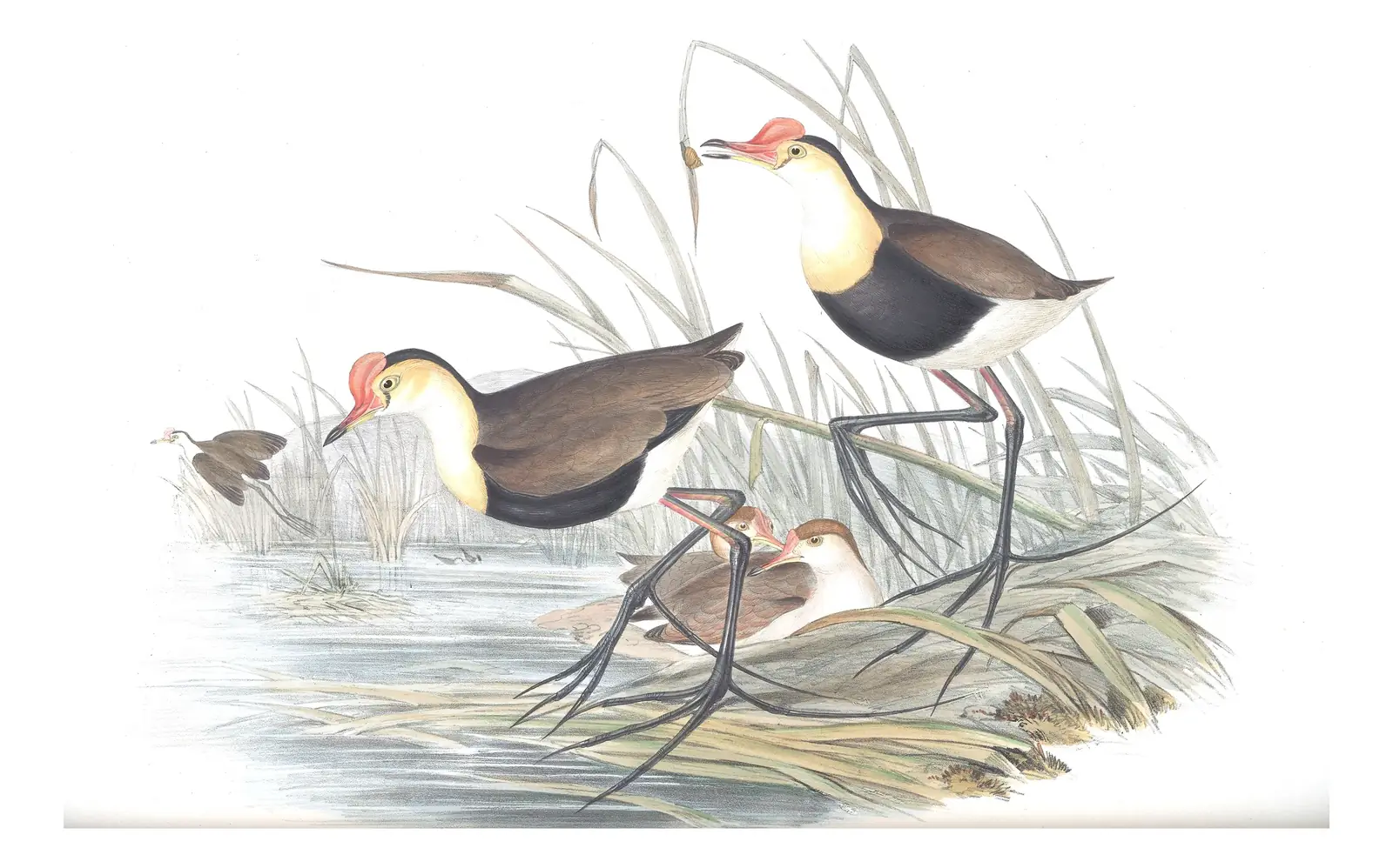 Volume VI, plate 75 of Gould's The Birds of Australia: Comb-crested Jacana (Irediparra gallinacea)