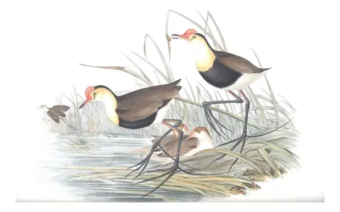 Volume VI, plate 75 of Gould's The Birds of Australia: Comb-crested Jacana (Irediparra gallinacea)