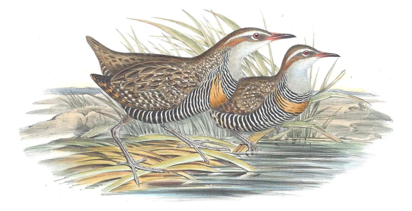 Volume VI, plate 76 of Gould's The Birds of Australia: Buff-banded Rail (Gallirallus philippensis)