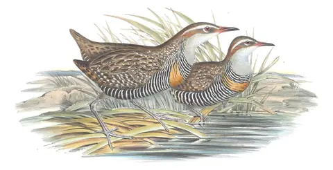 Volume VI, plate 76 of Gould's The Birds of Australia: Buff-banded Rail (Gallirallus philippensis)