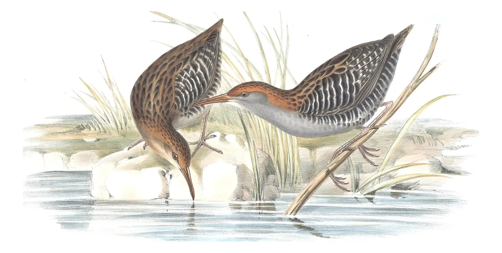 Volume VI, plate 77 of Gould's The Birds of Australia: Lewin's Rail (Lewinia pectoralis)