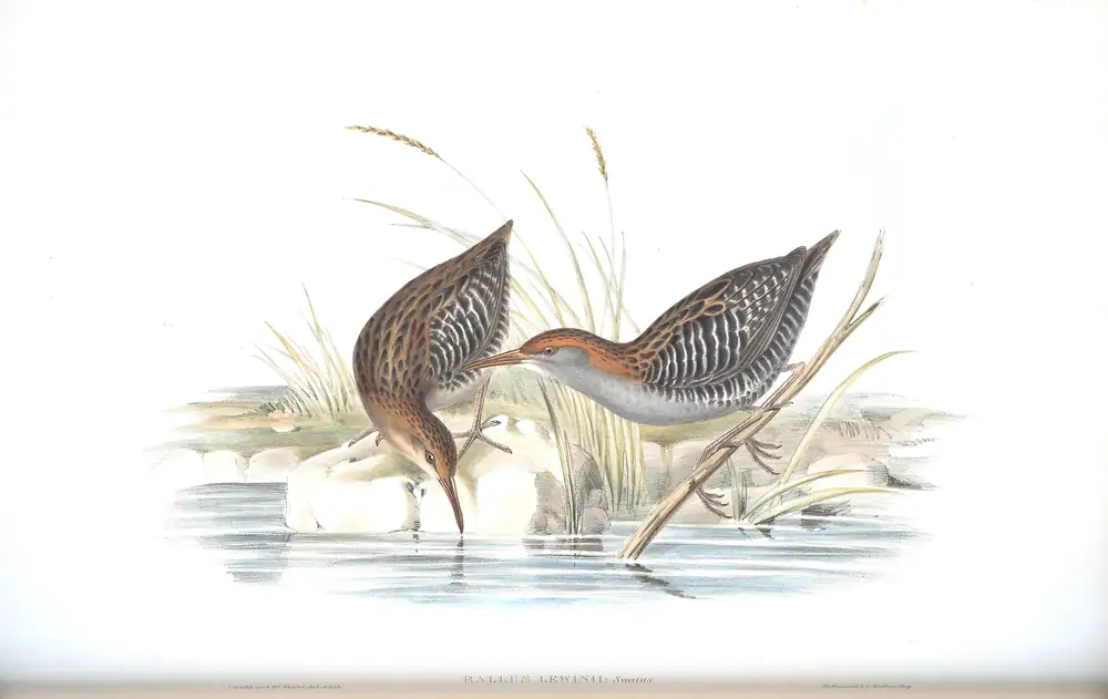 The whole sheet of volume VI, plate 77, with its engraved caption