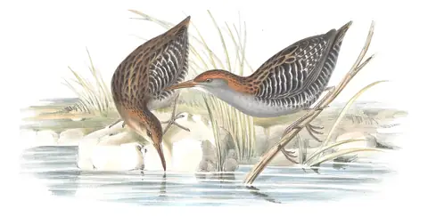 Volume VI, plate 77 of Gould's The Birds of Australia: Lewin's Rail (Lewinia pectoralis)