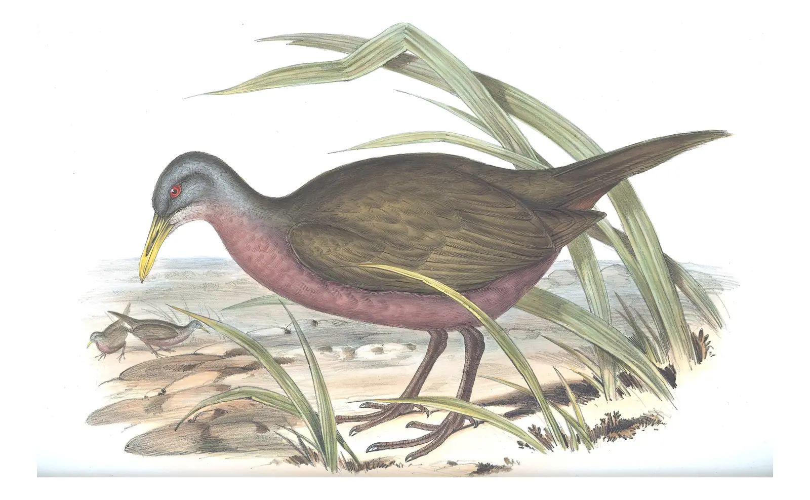 Volume VI, plate 78 of Gould's The Birds of Australia: Chestnut Rail (Gallirallus castaneoventris)