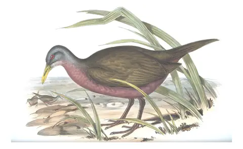 Volume VI, plate 78 of Gould's The Birds of Australia: Chestnut Rail (Gallirallus castaneoventris)