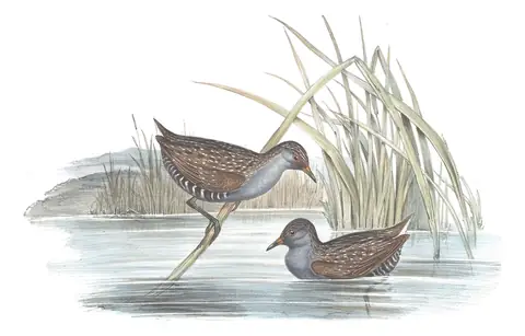 Volume VI, plate 79 of Gould's The Birds of Australia: Australian Crake (Porzana fluminea)