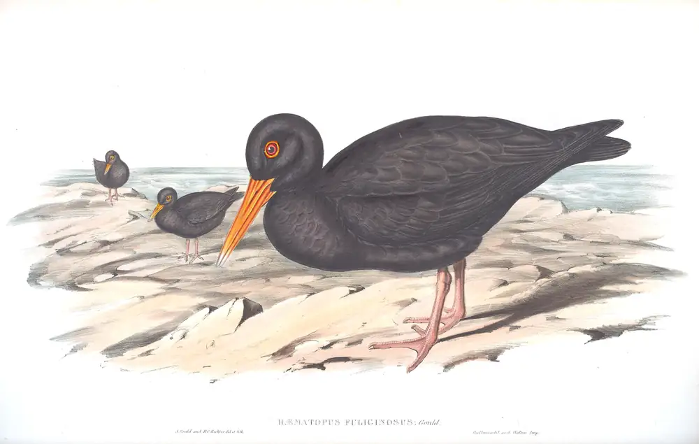 The whole sheet of volume VI, plate 8, with its engraved caption