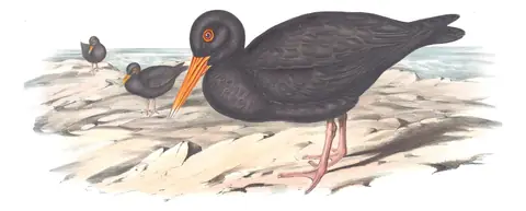 Volume VI, plate 8 of Gould's The Birds of Australia: Sooty Oystercatcher (Haematopus fuliginosus)