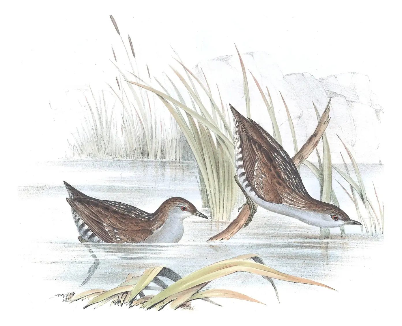Volume VI, plate 80 of Gould's The Birds of Australia: Baillon's Crake (Zapornia pusilla)