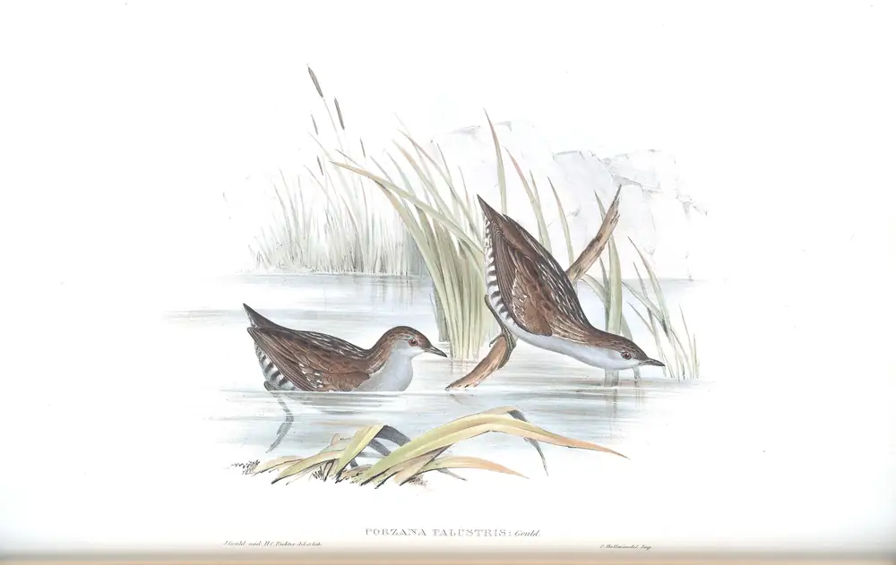 The whole sheet of volume VI, plate 80, with its engraved caption