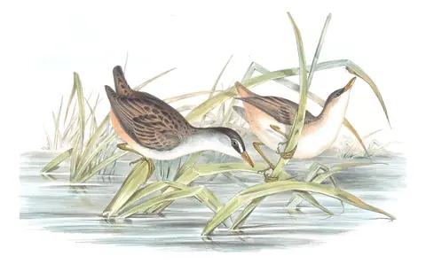 Volume VI, plate 81 of Gould's The Birds of Australia: White-browed Crake (Poliolimnas cinereus)
