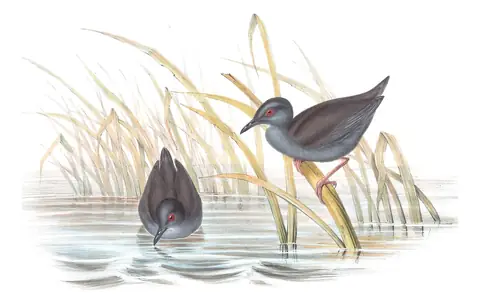 Volume VI, plate 82 of Gould's The Birds of Australia: Spotless Crake (Zapornia tabuensis)