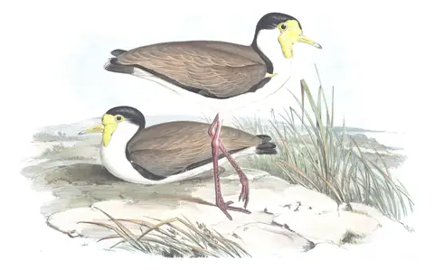 Volume VI, plate 9 of Gould's The Birds of Australia: Masked Lapwing (Vanellus miles)