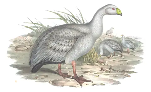 Volume VII, plate 1 of Gould's The Birds of Australia: Cape Barren Goose (Cereopsis novaehollandiae)