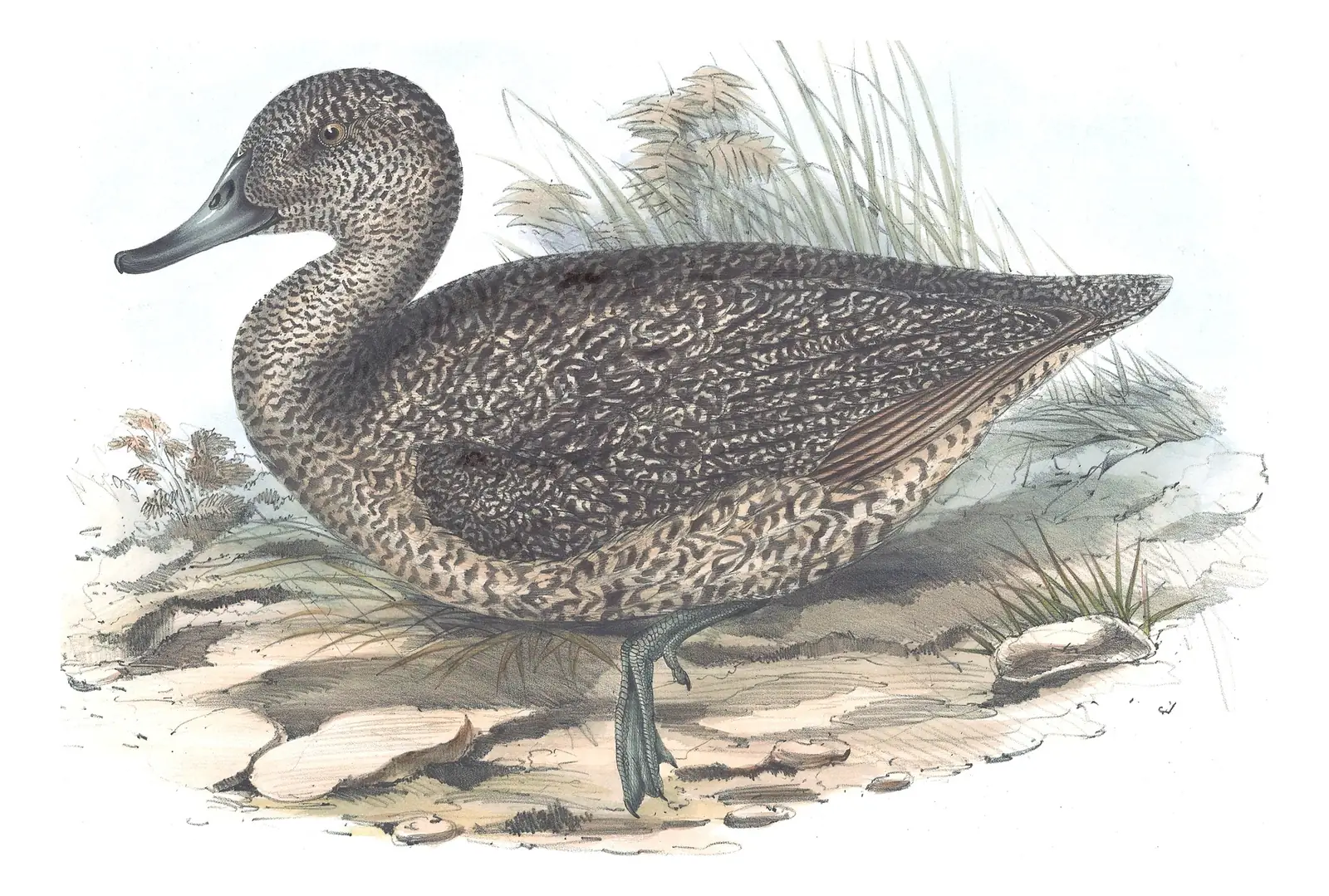 Volume VII, plate 10 of Gould's The Birds of Australia: Freckled Duck (Stictonetta naevosa)