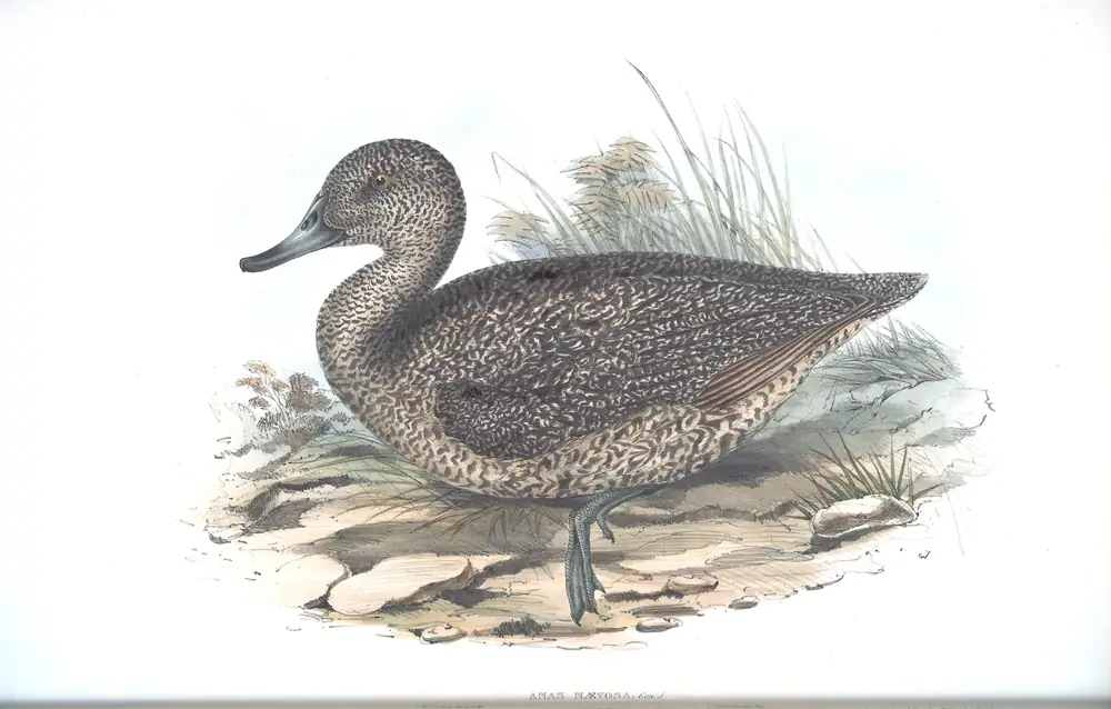 The whole sheet of volume VII, plate 10, with its engraved caption