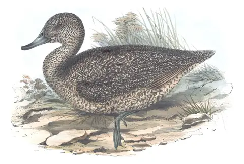 Volume VII, plate 10 of Gould's The Birds of Australia: Freckled Duck (Stictonetta naevosa)