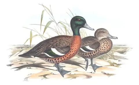 Volume VII, plate 11 of Gould's The Birds of Australia: Chestnut Teal (Anas castanea)