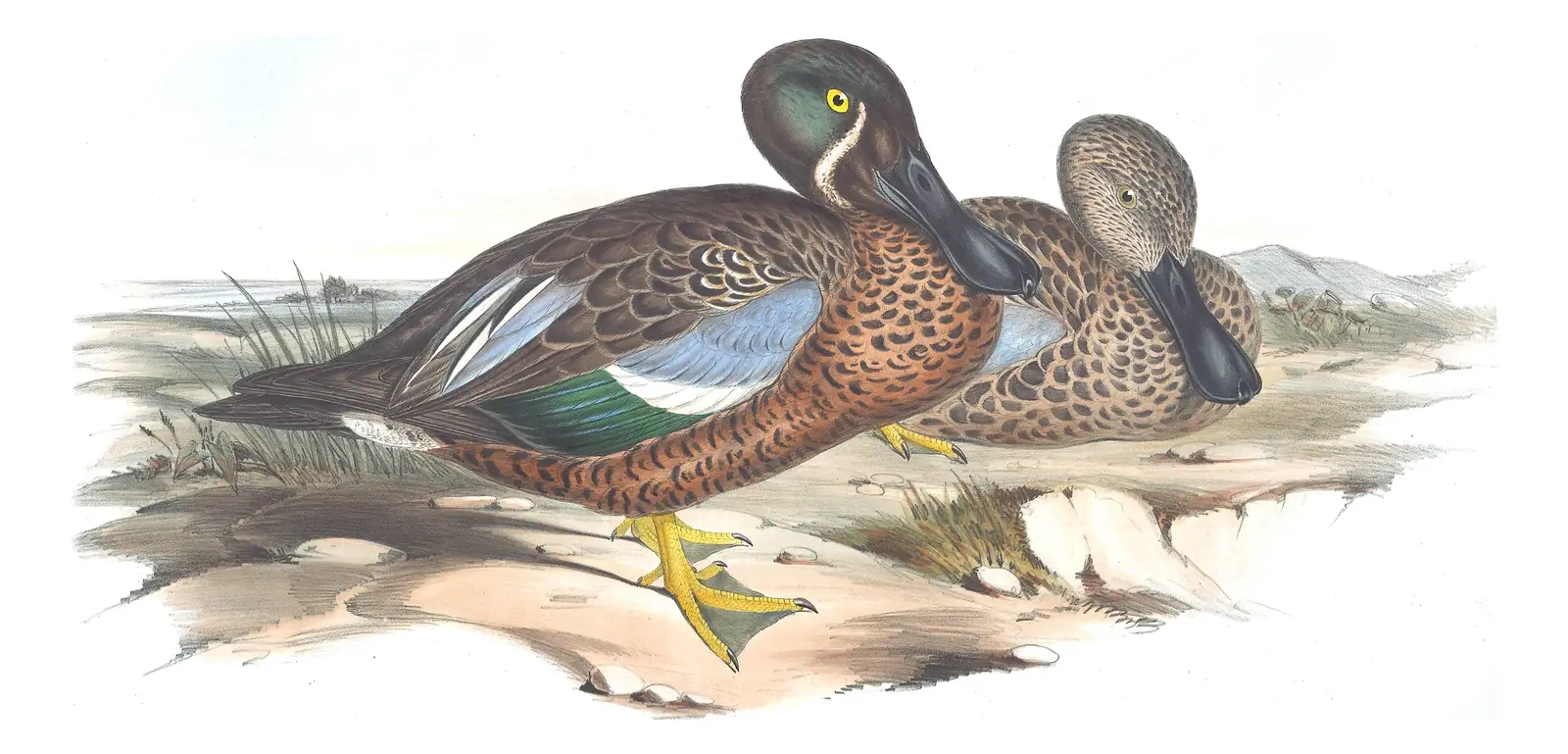 Volume VII, plate 12 of Gould's The Birds of Australia: Australasian Shoveler (Spatula rhynchotis)